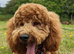 KC registered Miniature poodles