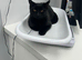 Beautiful Black Cat — Needs Loving Forever Home — 8 Months Old
