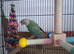 Conure