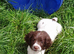 Gorgeous English Springer Spaniel Puppies