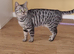 3 year old Bengal female