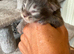 Maine Coon Babies