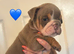 English bulldog puppies for sale males and females