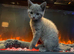 Bsh mix little lady