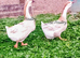 Pair Buff African Geese