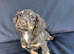 Working cocker spaniel girl