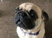 Pug for sale
