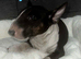 Miniature bull terrier puppies