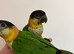 Silly tame Baby Caique parrots