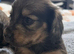 Tiny tiny beautiful miniature dachshunds puppies