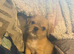 Shit shu X pug