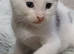 Male white kitten with black ears & tail