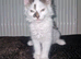 Cute playful kitten looking for new home