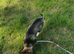 German shepherd x collie puppy (shollie)