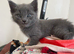 KITTENS AVAILABLE
