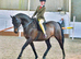 Pony club school master Royal anise