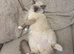 Female ragdoll