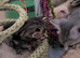Ragdoll/ Tabby kittens
