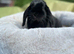 Mini lop female