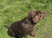 Beautiful Labrador