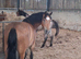 Registered NF geldings