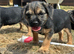 Beautiful Border Terrier Pups