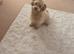 F1 teddy bear maltipoo’s 1 girl available