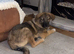 Caucasian shepherd pup