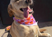1 year old Labrador female