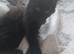 Main coon cross black male kitten 13 weeks