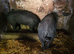 Pedigree large black gilts