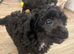 SILVER TOY POODLE PUPPIES