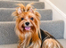 2 Beautiful Yorkshire Terrier Boys – Ready Now