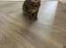 Last tabby boy