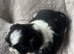 Shih Tzu kc reg