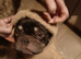 French bulldog bitch