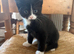 Beautiful 8-Week-Old Black & White Kittens Looking for Loving Homes