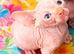 STUNNING RED/SILVER SPHYNX BOY KITTEN