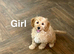 Stunning colour cockapoo ready now