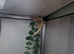 Crest gecko
