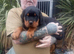10 week old rottweiler pups