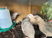 Coturnix Quail hatching eggs