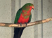 Pair of Australian king