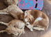 Cavapoo puppies for sale