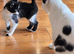 Kittens ready now