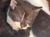 Kittens for sale