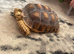 Sulcuta tortoise