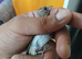 2026 grey goldfinches