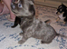 5 chihuahua puppy's
