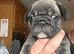 Stunning litter of 4 Prestige Pug babies all looking for their New Forever Homes.